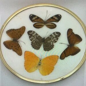 Vintage Taxidermy Entomology Butterfly Convex Display Gold Plated Round Brasil